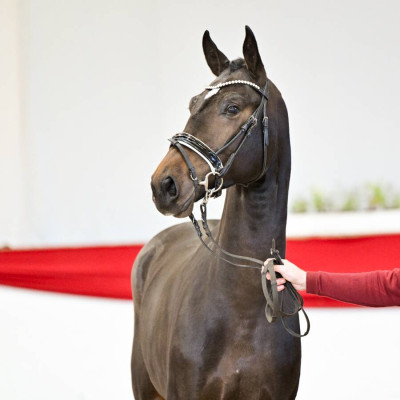 Diamond First / Erdinger — Mare · 2y