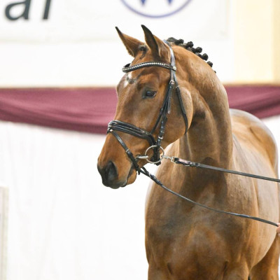 Cicero Z / For Pleasure — Mare · 2y