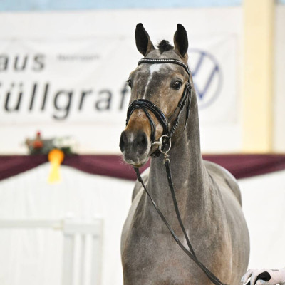 Esmeraldo / Crossfire — Mare · 2y