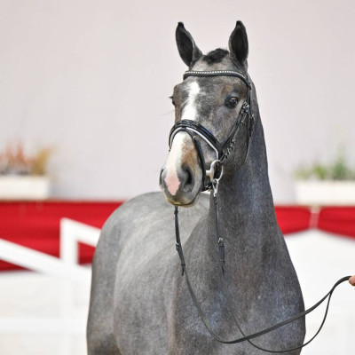 Vingino / Clinton I — Mare · 2y
