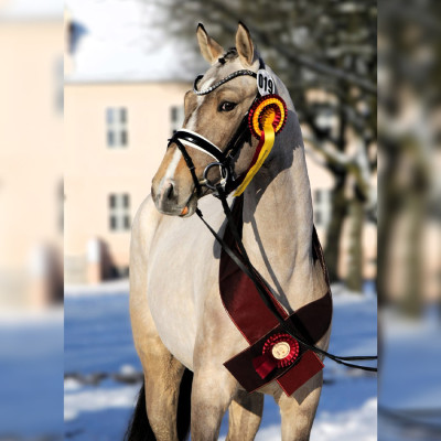 Ganz Besonders Descendi S — Mare · 2y