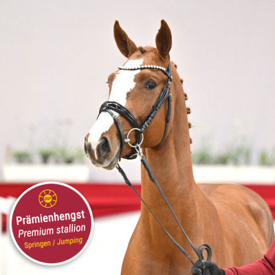 Emerald van het Ruytershof / Balou du Rouet — Mare · 2y