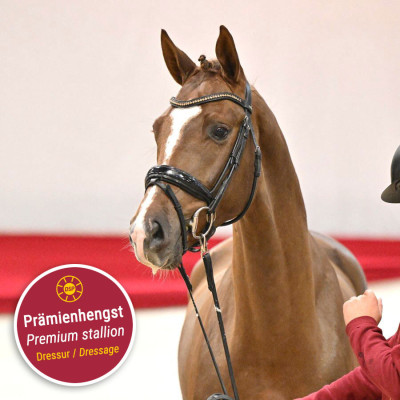 Dutch Dream / Benicio — Mare · 2y