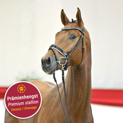 Zackerey / Fürst Heinrich — Mare · 2y