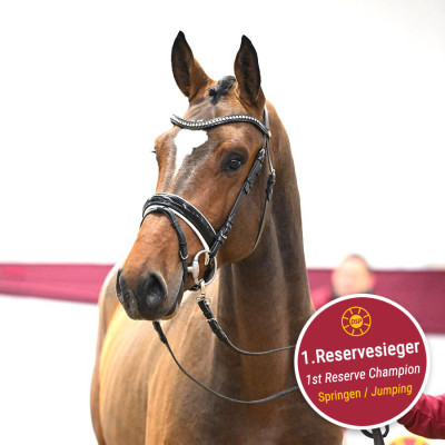 Million Dollar / Caretino — Mare · 2y