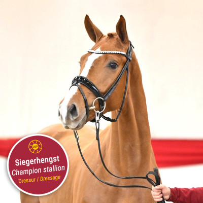 Sir Heinrich / Don Juan de Hus — Mare · 3y