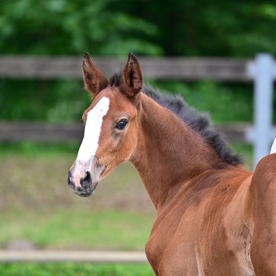 21 image