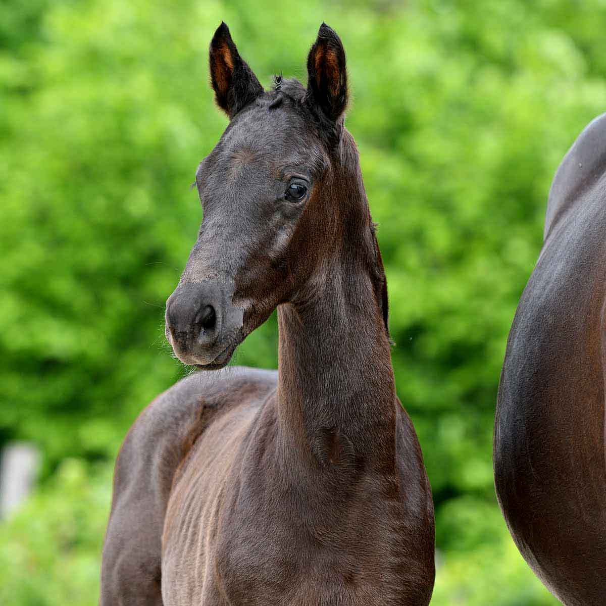 4x4-dsp-online-foals-auction-friday-specials-dsp-online-auktionen