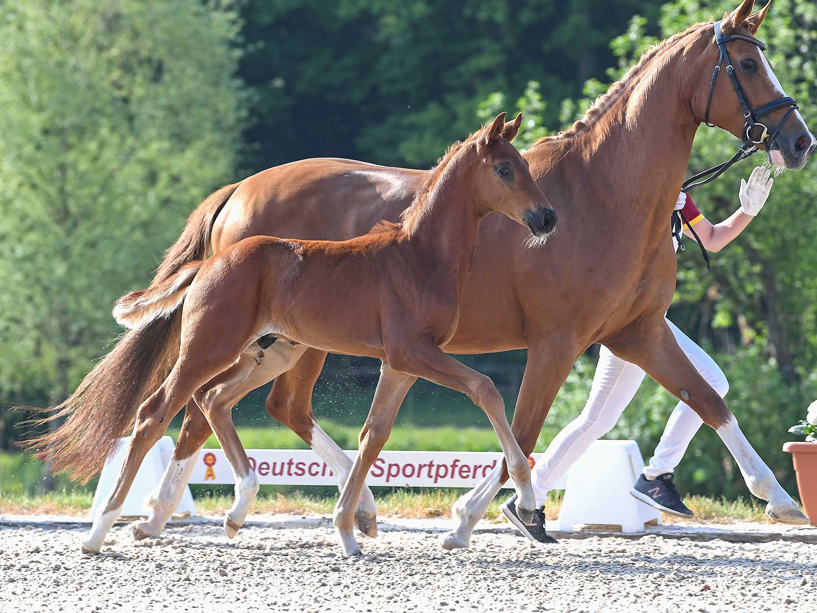 Fernandino by Floricello / Sir Nymphenburg I DSP ONLINEAUKTIONEN