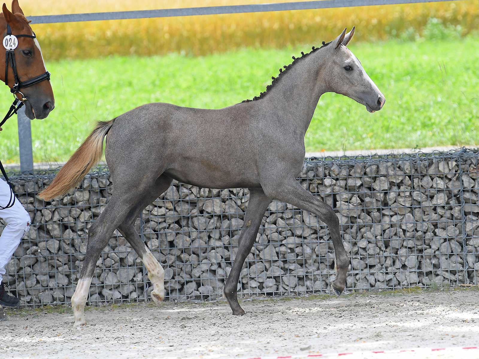 Hartpury by Hickstead White / Petit Loup xx DSP ONLINEAUKTIONEN
