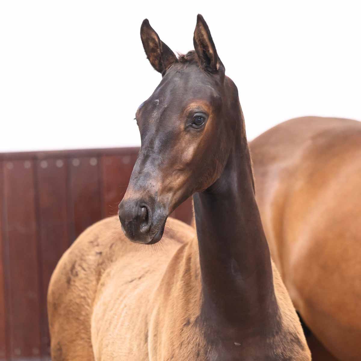 26 image