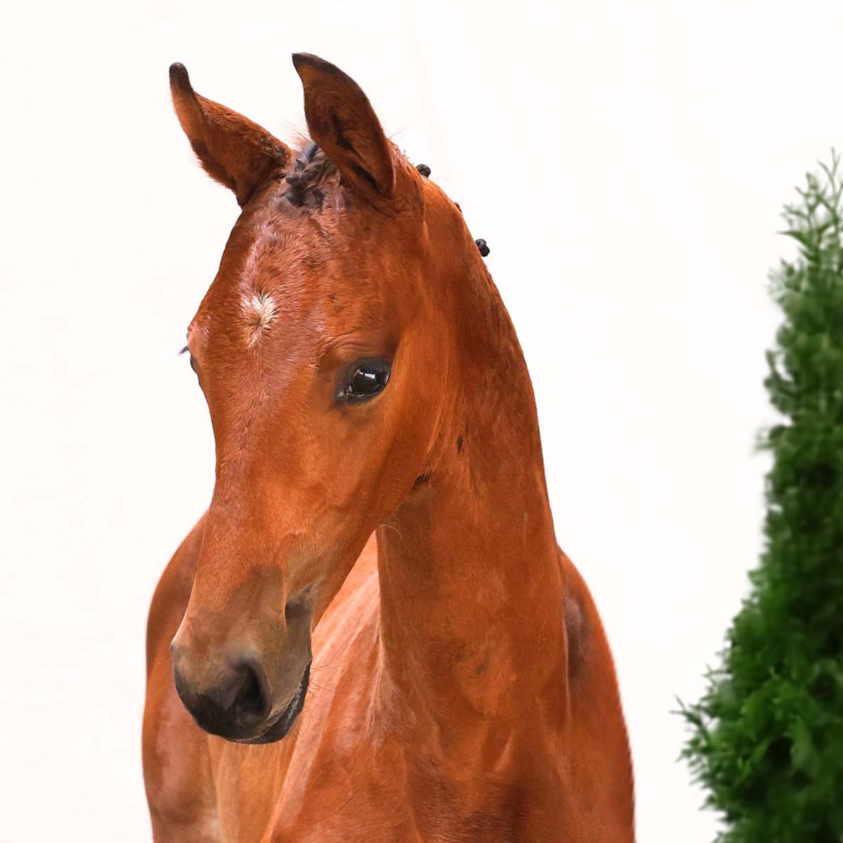 4 image