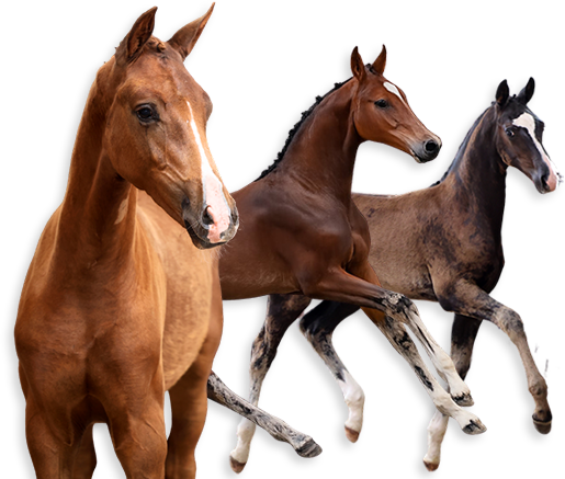 HORSE24