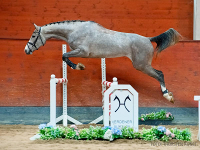 V-Power — Stallion · 3y