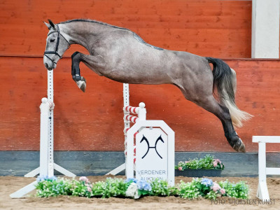 Diaconti — Gelding · 5y