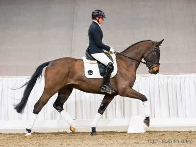 Dancito — Gelding · 3y
