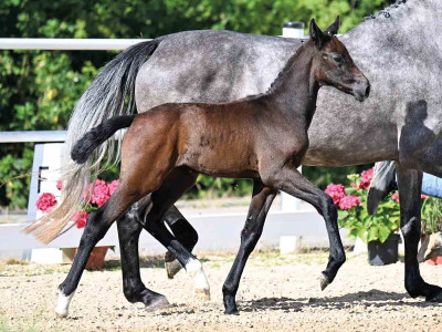 Conquistadora — OLDBG · Stallion · 0y