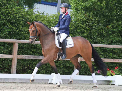 Jordan — OLDBG · Gelding · 4y