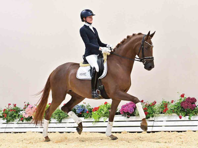 Shereena — OLDBG · Stallion · 6y
