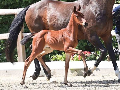Be Mine — OLDBG · Stallion · 0y