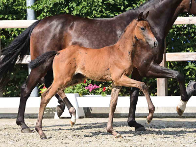 Proud Girl — OLDBG · Stallion · 0y