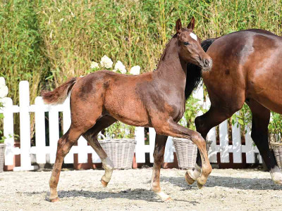 Bandolero S — OLDBG · Mare · 0y