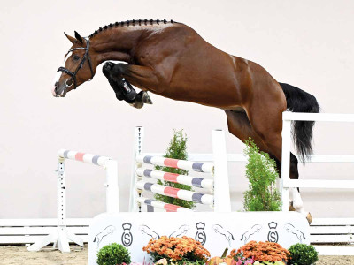 Candy De Nantuel / Cumano — Dutch Warmblood (KWPN) · Stallion · 3y