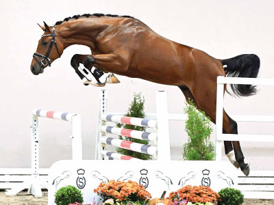 Chaccothage Blue PS / Graf Top — Oldenburger Springpferd · Stallion · 2y