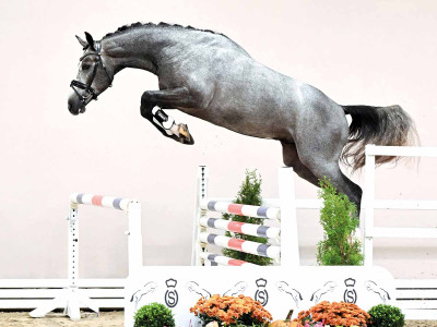 Comme Il Faut / Quincerot Van T & L — Dutch Warmblood (KWPN) · Stallion · 3y