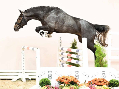 Hickstead White / Royal Bravour — Oldenburger Springpferd · Stallion · 3y