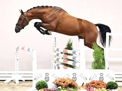 Kasanova De La Pomme / Apardi — Dutch Warmblood (KWPN) · Stallion · 3y