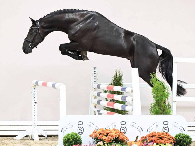 Tiger Van't Ruytershof / Dominator Z — Dutch Warmblood (KWPN) · Stallion · 3y