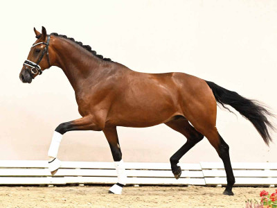 Donkey Boss (DNK) / Franklin — Danish Warmblood · Stallion · 3y
