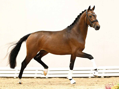 Dynamic Dream / Bon Coeur — Oldenburger · Stallion · 3y