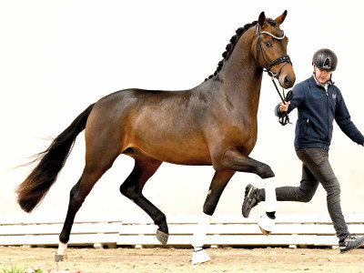 Dynamic Dream / De Niro — Oldenburger · Stallion · 3y