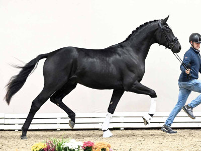 For Romance I / Floriscount — Oldenburger · Stallion · 3y