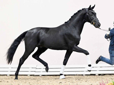 Fürstenball / San Amour I — Oldenburger · Stallion · 3y