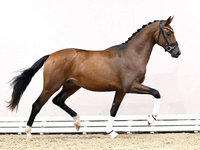 Vivaldos / Fürstenball — Oldenburger · Stallion · 3y