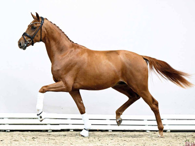 Secret / For Romance I — Oldenburger · Stallion · 3y