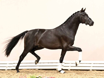 So Perfect / Franklin — Dutch Warmblood (KWPN) · Stallion · 3y