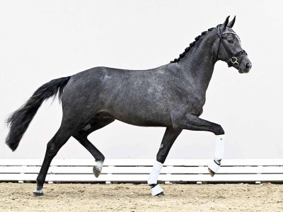 St. Emilion / San Amour I — Oldenburger · Stallion · 2y