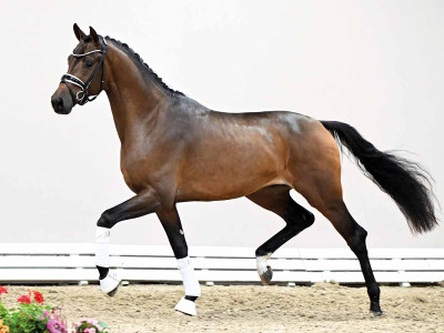 Toto Jr. / Vivaldi — Dutch Warmblood (KWPN) · Stallion · 3y