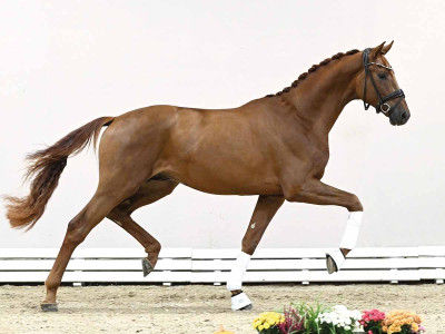Va Bene / Sir Donnerhall I — Oldenburger · Stallion · 2y