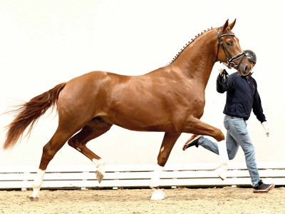 Vitalos / Fürstenball — Oldenburger · Stallion · 3y