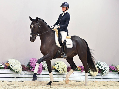 Dynamic Touch — OLDBG · Gelding · 4y