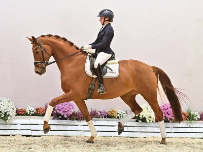 Francesca — OLDBG · Stallion · 5y
