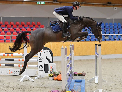 Drama — OLDBG · Stallion · 6y