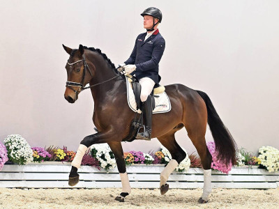 Dupont — OLDBG · Gelding · 3y