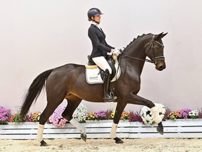 Glamourdance — OLDBG · Stallion · 6y