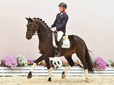 South-West Jimilian — OLDBG · Gelding · 4y